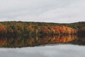 Lake and forest