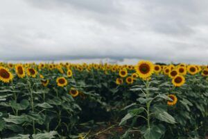 Unite Kansas rural sunflowers