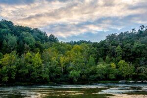 Kentucky Forest