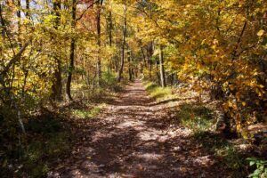 Pennsylvania Forest