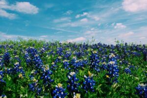 Texas scenic flower field